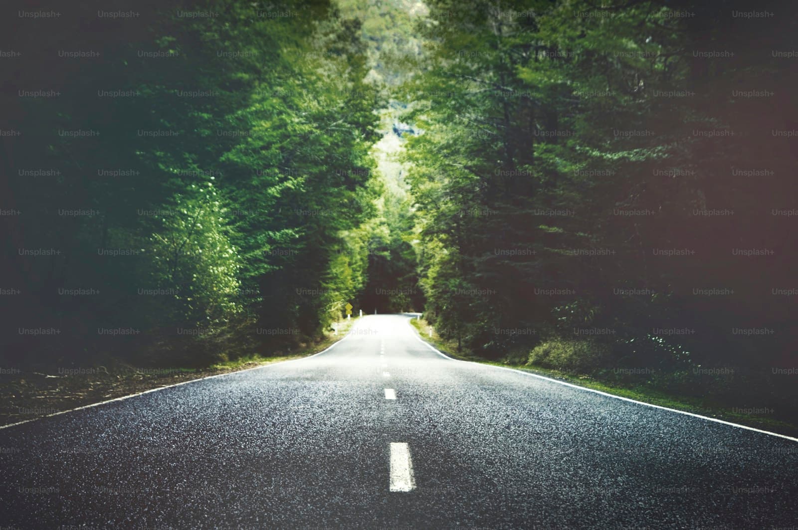 Empty road running through a tunnel of trees with sunlight filtering overhead